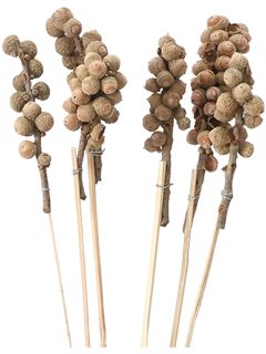 Acon Natural on Stem