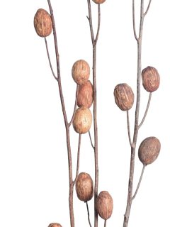 Amra Pod Natural on Browny Lady