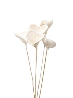 Badam Bleach on Stem GDF40044