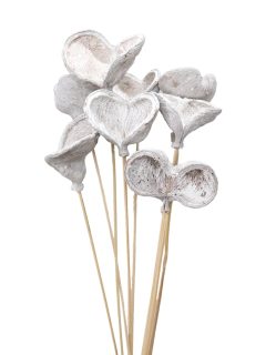 Badam White Wash on Stem GDF40056