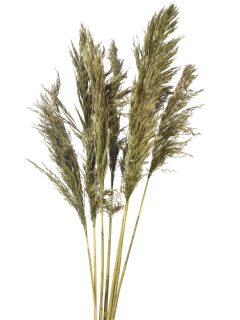 Bamboo Feather Large Apple Green GDF40080