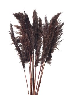 Bamboo Feather Large Dark Brown GDF40081