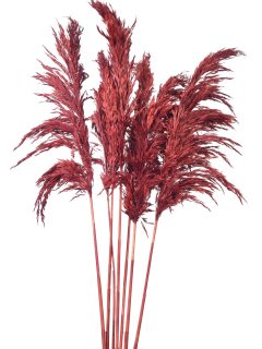 Bamboo Feather Large Direct Red GDF40083