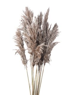 Bamboo Feather Large Natural GDF40085