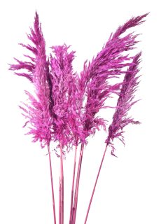 Bamboo Feather Large Pink GDF43405