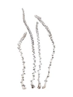 Banana Stem White Wash GDF40139