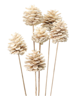 Blue Pine Bleach on Stem GDF40244