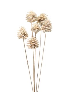 Blue Pine Bleach on Stem GDF40244