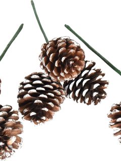 Blue Pine White Tip 3 in 1 Cluster On Wire Stem GDF44539