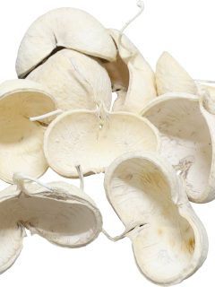 Buddha Nut Bleach GDF40313