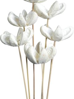 Bullet Flower Bleach on Stem GDF43426