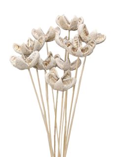 Bullet Flower White Wash on Stem GDF47767