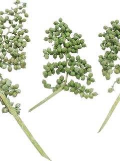 Canella Special Apple Green Frosted GDF42181