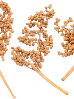 Canella Special Orange Frosted GDF48307