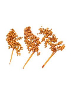 Canella Special Orange GDF40413