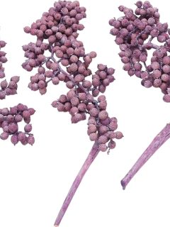 Canella Special Purple Frosted GDF48310