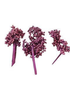 Canella Special Purple GDF40415