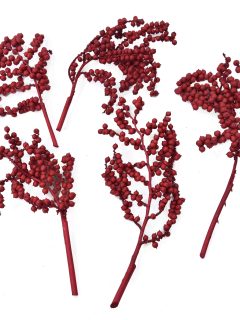 Canella Special Red GDF40416