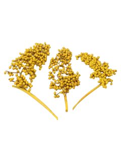 Canella Special Yellow GDF40419