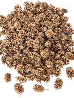 Casurina Metallic Gold GDF40432