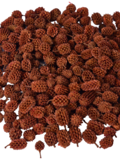 Casurina Orange GDF44225