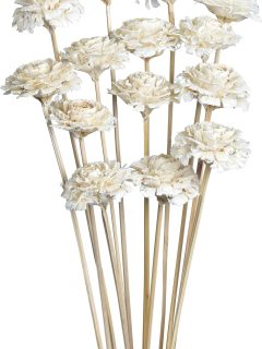 Cedar Rose Bleach on Stem GDF43427