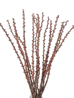 Cherry Branch Natural GDF47775