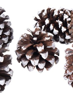 Chiropratic Pine White Tip GDF42586