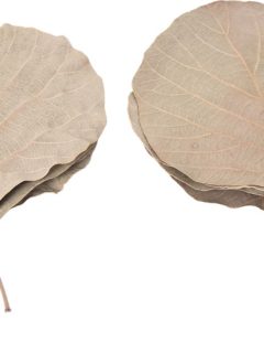 Cobra Leaf Natural GDF40470