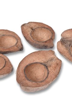 Coco Half Natural GDF40500