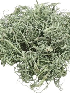 Curly Moss Apple Green Frosted GDF48316