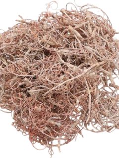 Curly Moss Orange Frosted GDF48315