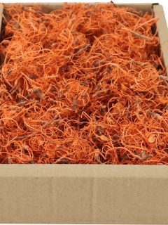 Curly Moss Orange GDF40593