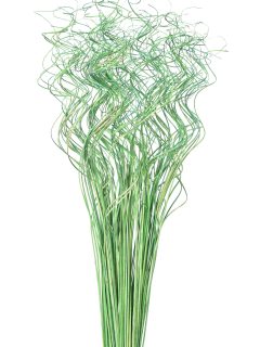 Curly Ting Ting Apple Green GDF42545