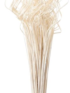 Curly Ting Ting Bleach GDF43686