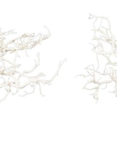 Dry Tree Bleach GDF40629