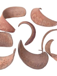 Elephant Ear Natural GDF40637