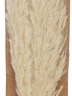 Golden Stick Flower Bleach GDF48404