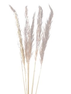 Golden Stick Flower Super Natural GDF44725