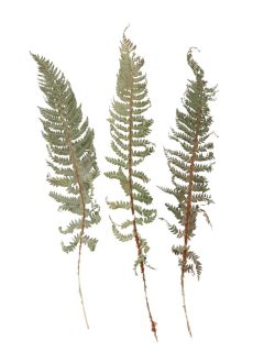 Hema Leaf Natural GDF47303