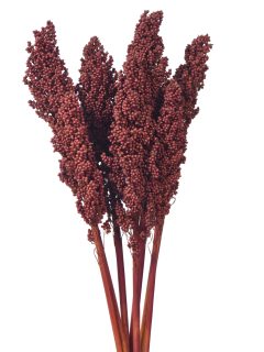 Indian Corn Dark Brown GDF40668