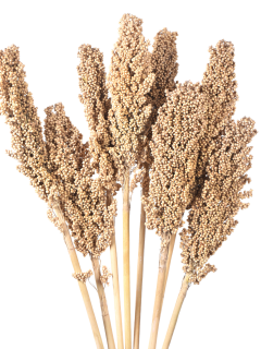 Indian Corn Natural