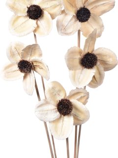 Jackaranda Flower Bleach on Stem