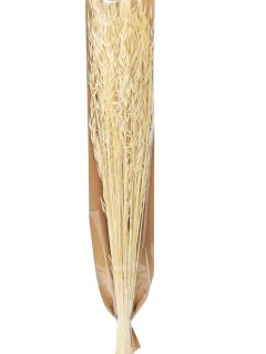 Jaya Grass Bleach with Craft Poly GDF23163