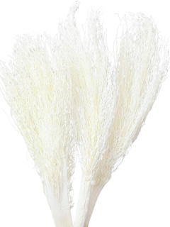 Khejur Jhar GDF40745 Bleach