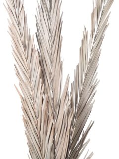 Khejur Leaves Natural GDF40747