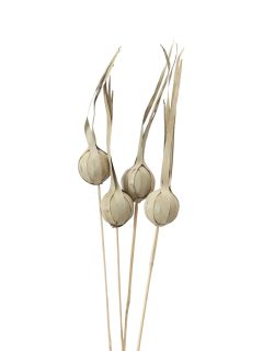 Khejur Onion on Stem