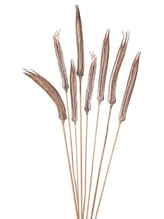 Lady Finger Natural on Stem GDF42376