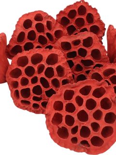 Lotus Pod Red GDF40995