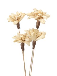 Maize Jasmine Bleach